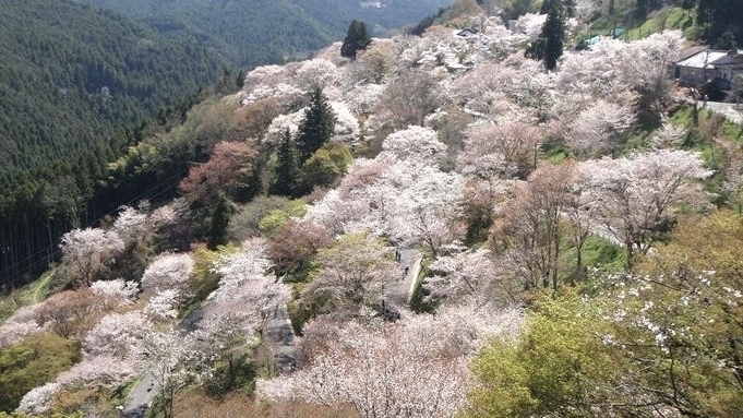 【夕食グレードアップで贅沢旅♪】いざ、春の吉野山へ！！ 地元吉野の旬の食材を満喫プラン♪